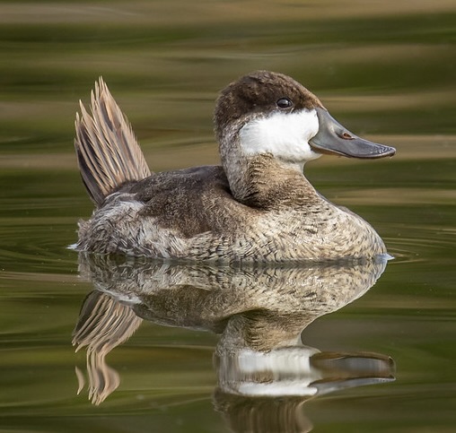 duck on water