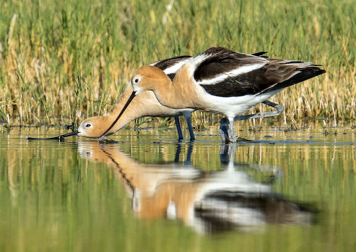 Highlights of April 12 Birding Expedition to Weld County