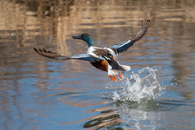 Highlights from the March 11, 2023 Beginners Bird Walk at South Platte Park