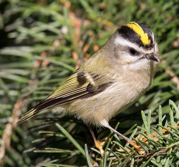 Very small light gray bird with a white supercilium, and a black crown with a bold yellow medial crown stripe. Perched in a conifer.