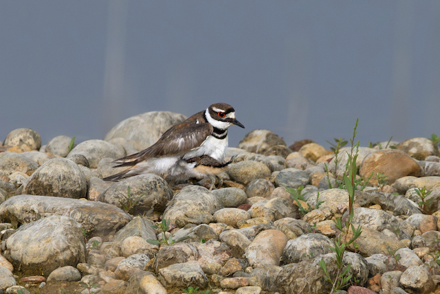 A Killdeer sheltering its chick under its breast
