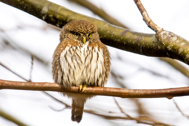 bird on tree branch