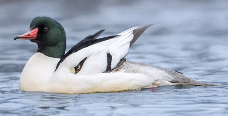 Highlights of the February 21 Bird Walk at South Platte Reservoir and South Platte Park