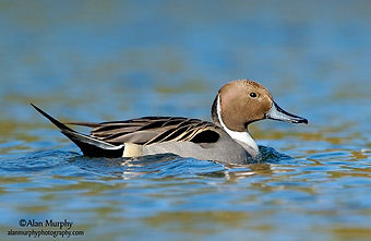 A Duck (Northern Pintail) at rest on water surface
