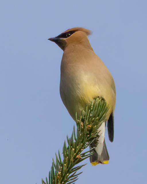 A bird (Cedar Waxwing) perched on a fir branch