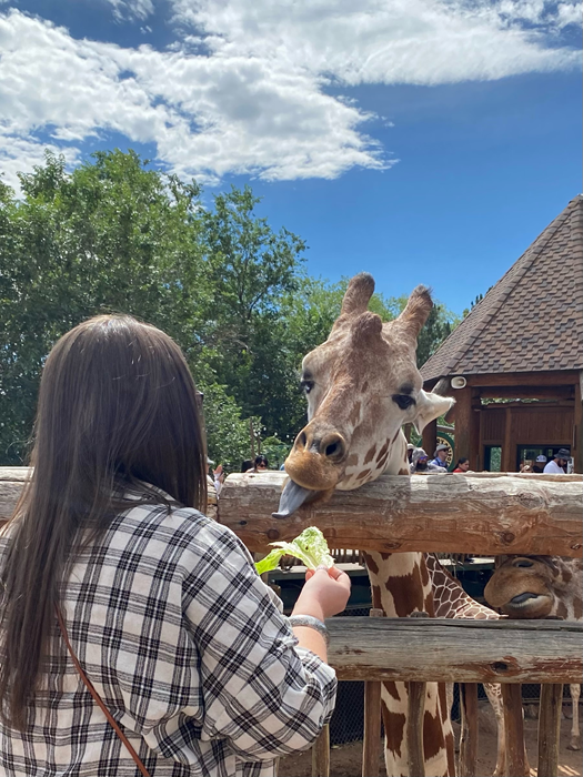 person with their back to the camera feeding lettuce to a giraffe on the other side of a fence