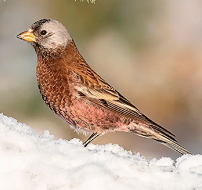 Highlights from February 15 Birding Near Mestaa’ehehe Pass