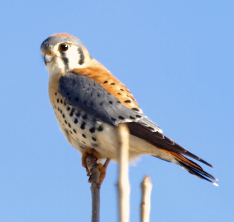 Highlights of March 15 Bird Walk at the Wheat Ridge Greenbelt 