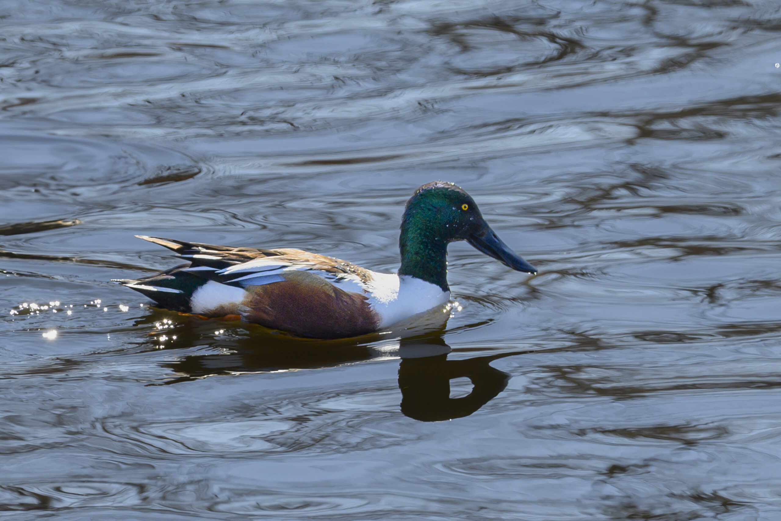 Photograph of a duck, a male Northern Shoveler, on a water surface