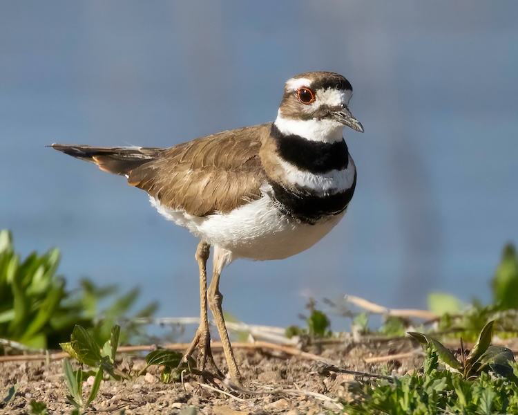 Highlights of April 26 Bird Walk Along Plum Creek
