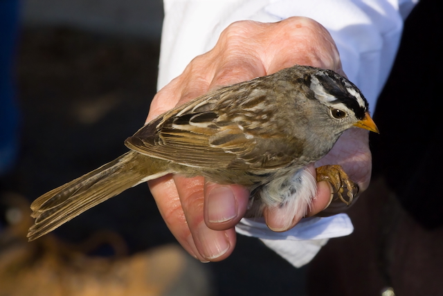 Highlights of the May 9, 2025 Visit to the Chatfield Banding Station