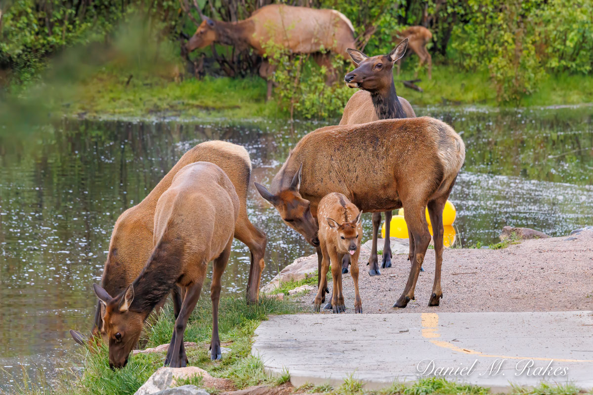 Elk with babies near the lake.