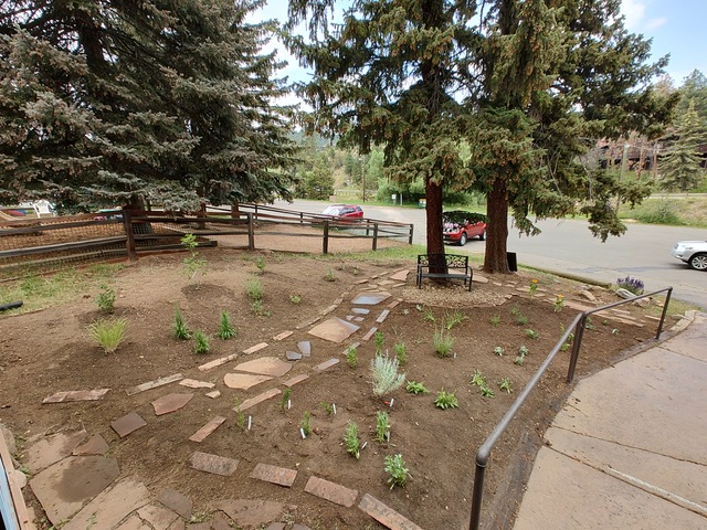 new small plants in a yard with mostly soil and some stepping stones