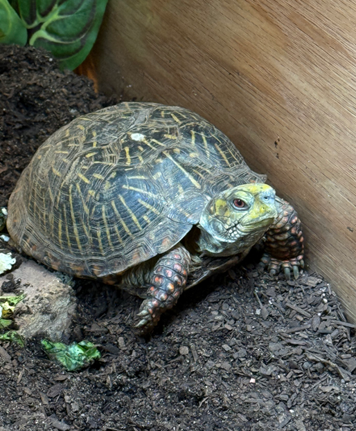 turtle on dirt in wooden enclosure