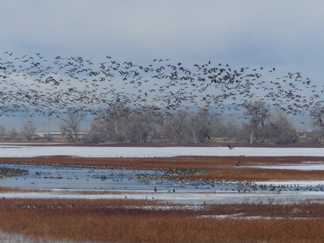 Early Spring Bird Walk at Barr Lake