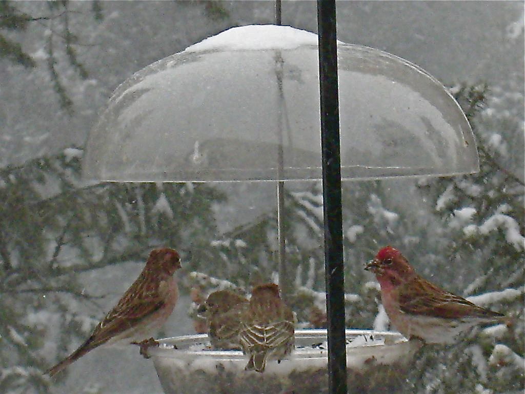 four birds on a birdfeeder with pine branches in the background and snow all around