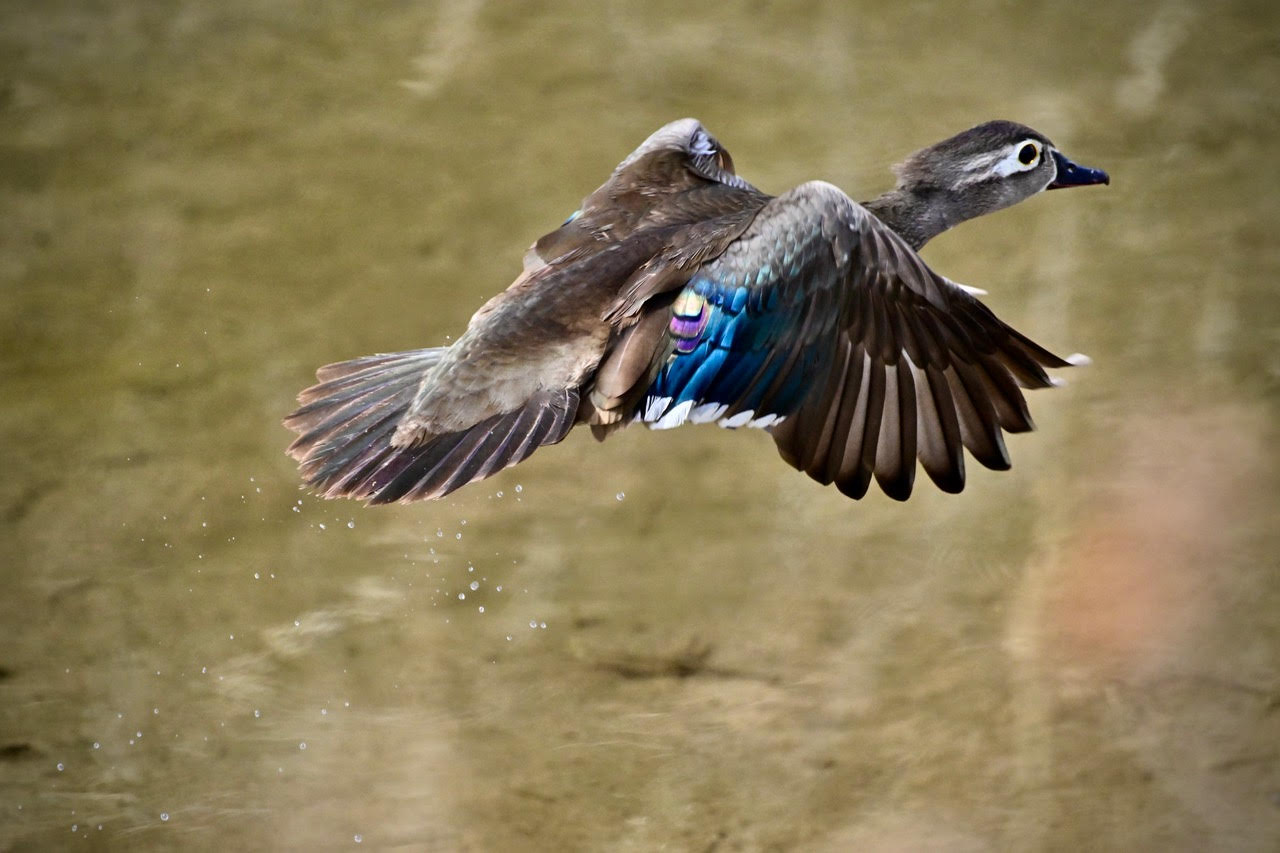 Highlights of the Early Spring Bird Walk at Barr Lake