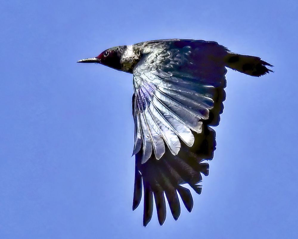 Close up of a Lewis's Woodpecker in-flight . Bird with a dark red head and dark purple and greenish wings