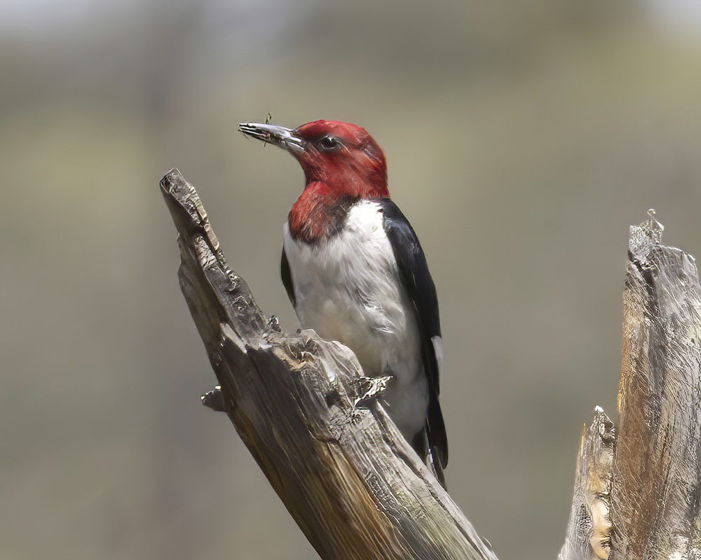 Highlights of the Birding Trip to Wigwam Creek