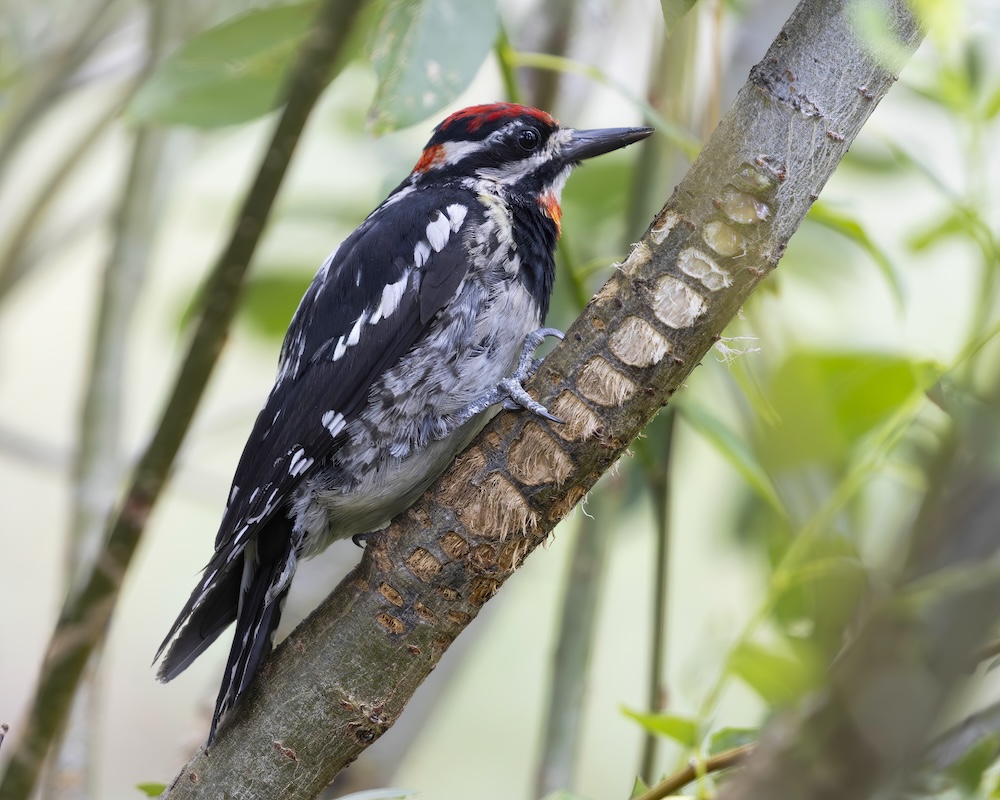 Close-up of the profile of a Red-naped Sapsucker perched on a leafy tree branch.