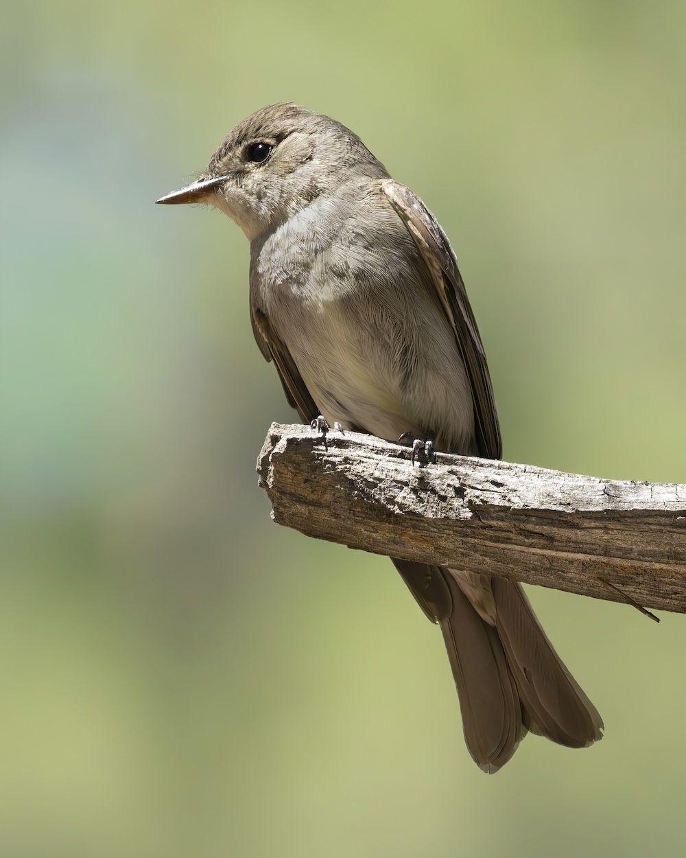 Close up of a drap brownish green Western Wood-Pewee perched on a leafless tree branch.