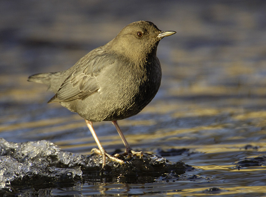 Dipper