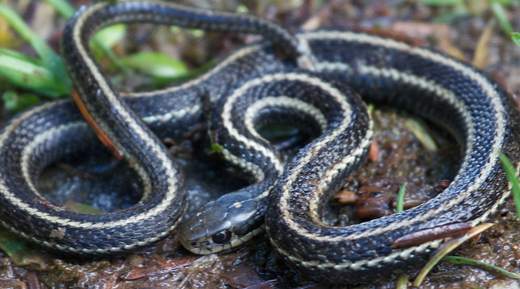 snake on dirt