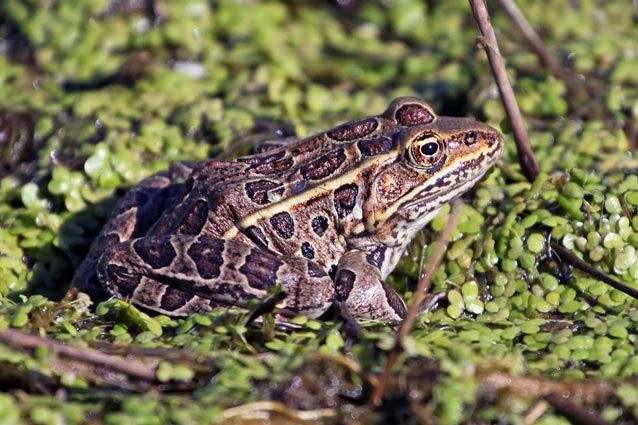 frog on ground cover