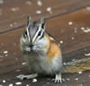 Chipmunk