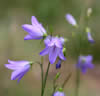 Campanula