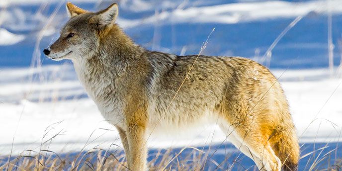 coyote in the grass