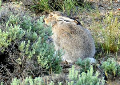 rabbit in grass with ears down